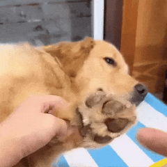 PawTrimmer™ | Tondeuse professionnelle de précision pour animaux domestiques